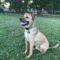 Bam Bam (Shepherd mix)