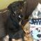 Clancy (Rottweiler)