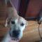 May (Beagle mix)