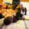 Flame (Shepherd mix)