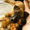 Flame (Shepherd mix)