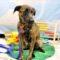 Ziggy (Hound mix)