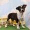 Andy (Retriever mix)