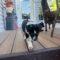 Andy (Retriever mix)