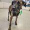 Ziggy (Hound mix)