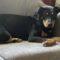 Tammy (Hound mix)