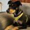Tammy (Hound mix)