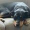Tammy (Hound mix)