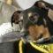 Tammy (Hound mix)