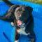 Titus (Lab mix)