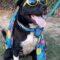 Titus (Lab mix)