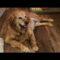 Gabbi ( Golden Retriever)