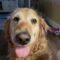 Gabbi ( Golden Retriever)