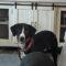 Henderson (Hound)