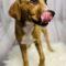 Fabio (Shepherd mix)