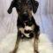 Addy (Lab/Beagle mix)