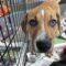 Fabio (Shepherd mix)