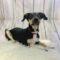 Avery (Lab/Beagle mix)