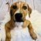 Fabio (Shepherd mix)