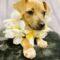 Deely (Terrier/Chi mix)