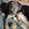 Addy (Lab/Beagle mix)