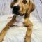 Fabio (Shepherd mix)