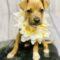Deely (Terrier/Chi mix)
