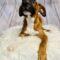 Flame (Shepherd mix)