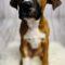 Flame (Shepherd mix)