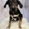 Addy (Lab/Beagle mix)