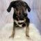 Addy (Lab/Beagle mix)