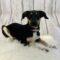 Avery (Lab/Beagle mix)