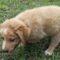 Beanie (Aussie/Golden)