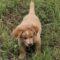 Beanie (Aussie/Golden)