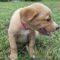 Belle (Aussie/Golden)