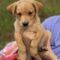 Bob (Aussie/Golden)