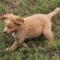 Bob (Aussie/Golden)