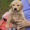 Brupert (Aussie/Golden)