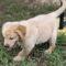 Brupert (Aussie/Golden)