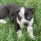 Tucker (Aussie mix)