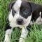 Tucker (Aussie mix)