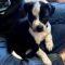 Tucker (Aussie mix)